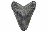 Fossil Megalodon Tooth - South Carolina #360760-2